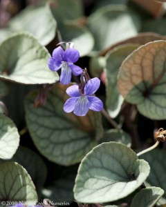 Viola 'Silver Gem' (North Creek Nurseries)