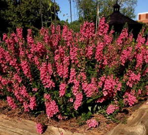 Angelonia 'Archangel Dark Rose'