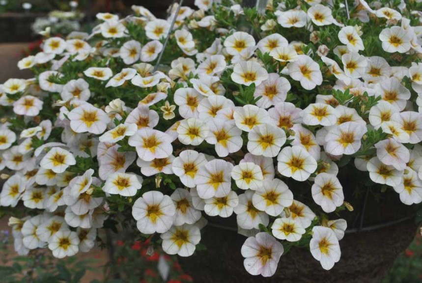 Calibrachoa 'Superbells Frost Fire'
