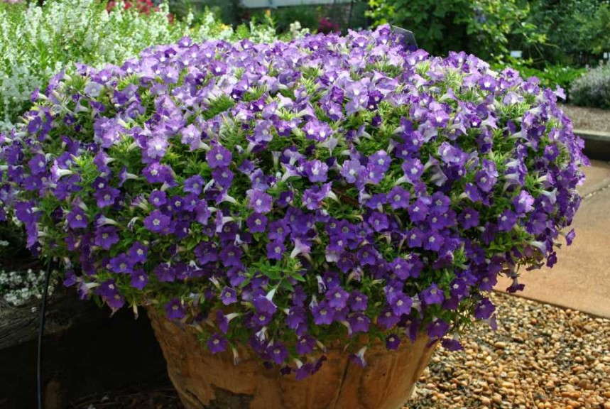 Petunia 'Supertunia Morning Glory Charm' from Proven Winners (2015 Massachusetts Horticultural Society Field Trials)