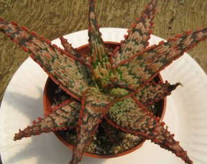 Aloe 'Piranha' (Rancho Tissue Technologies)