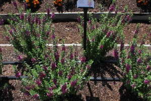 Angelonia 'Archangel Raspberry'