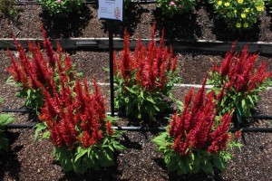 Celosia Arrabonna Red'