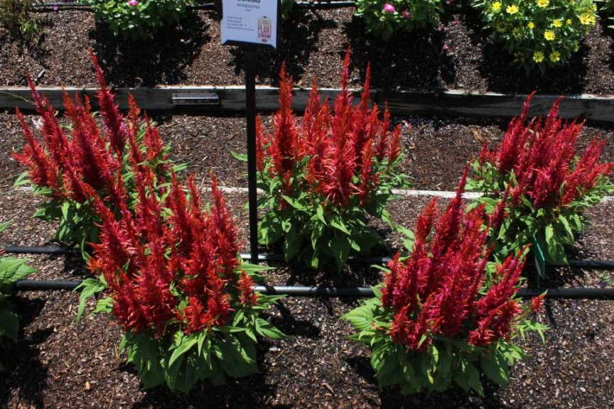 Celosia Arrabonna Red'