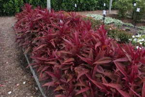 Celosia 'Dragons Breath'