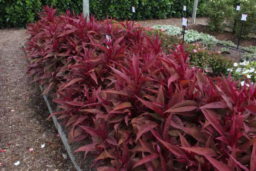 Celosia 'Dragons Breath'