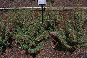 Cuphea 'Vermillionaire'