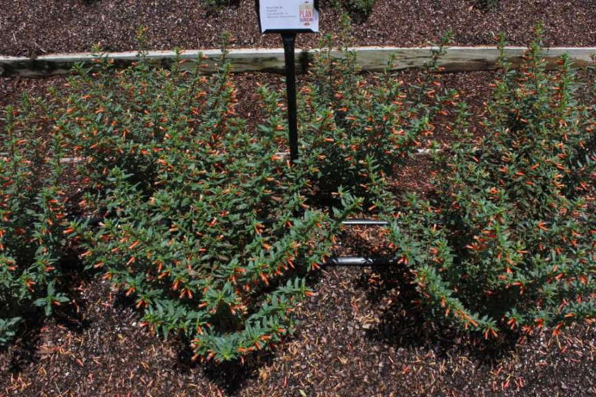 Cuphea 'Vermillionaire'