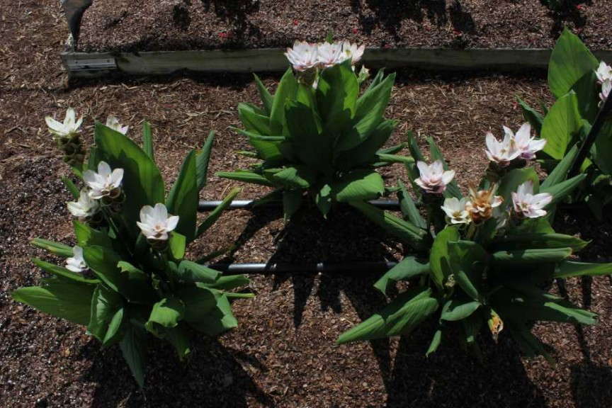 Curcuma 'Sparkling'