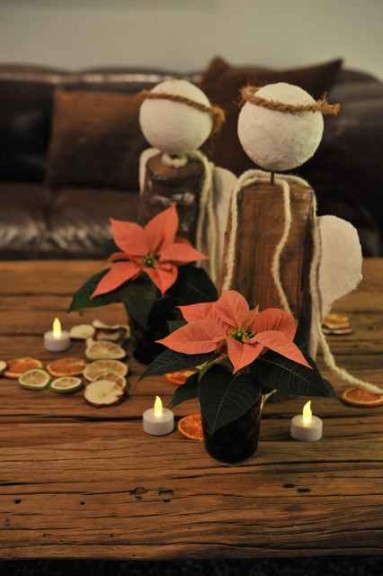 Poinsettia 'Viking Cinnamon' (Red Fox)