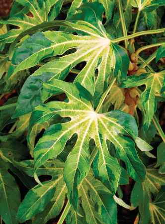 Aralia 'Camouflage' (Monrovia)