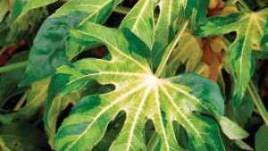 Engage Busy Consumers With Modern-Day Tropical And Foliage Plants