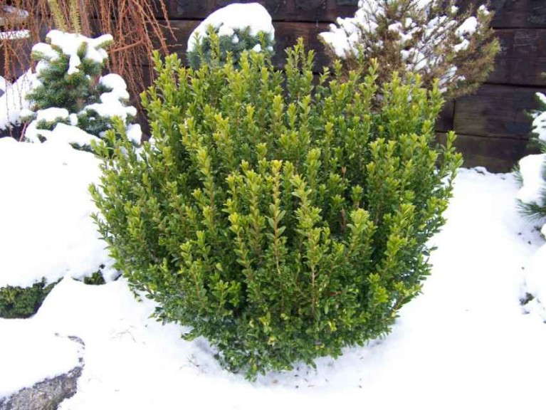 Buxus 'Wee Willie' (Monrovia)