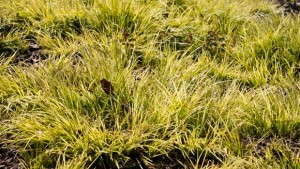 Small-Size Plant Varieties For Small-Scale Gardens [Slideshow]