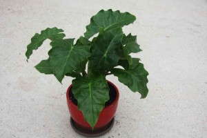 Alocasia 'Low Rider' (AgriStarts)