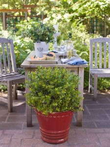Brazelberries 'Blueberry Glaze' (Fall Creek Farm & Nursery)