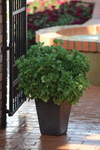 Basil ‘Emerald Frills’ (Burpee Home Gardens)