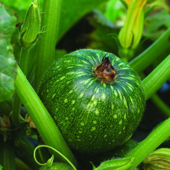 Zucchini ‘Brice’ (Syngenta)