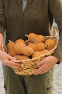 Squash ‘Honeynut’ (PanAmerican Seed)