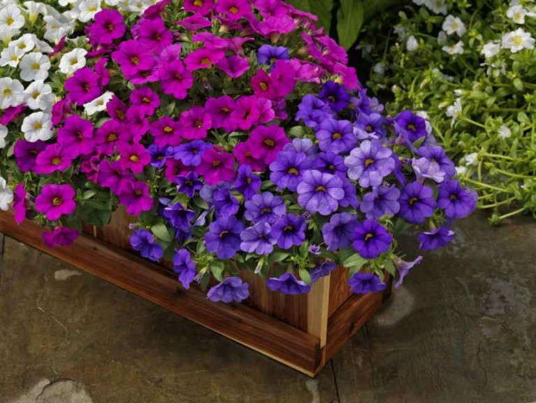Calibrachoa Calipetite Series (Sakata)