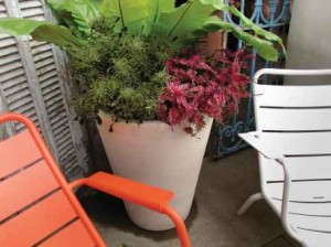 Coleus 'Under the Sea' (Hort Couture)