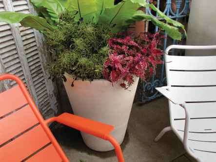 Coleus 'Under the Sea' (Hort Couture)