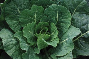 Collard ‘Tiger’ (Sakata Seed America)