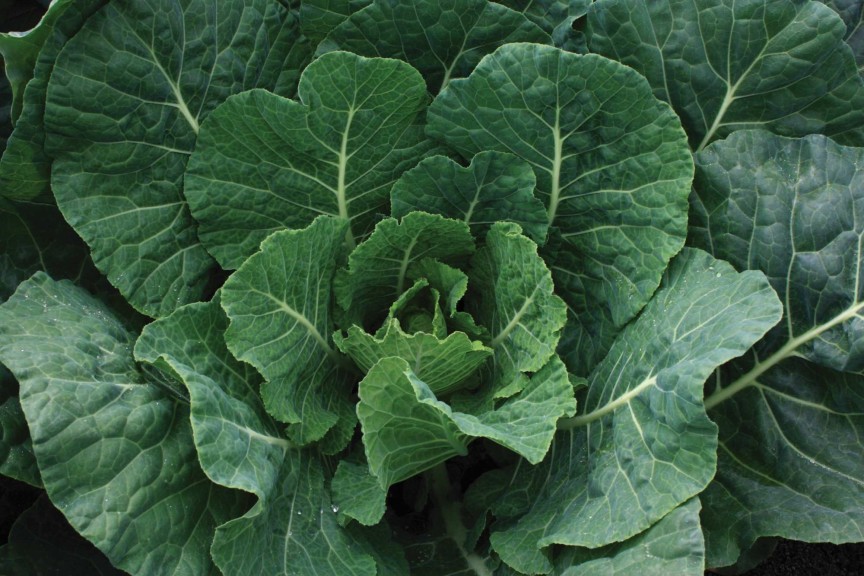 Collard ‘Tiger’ (Sakata Seed America)