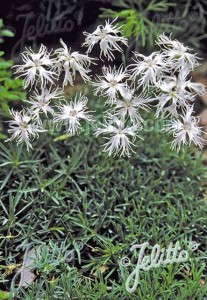 Dianthus 'Little Maiden' (Jelitto)