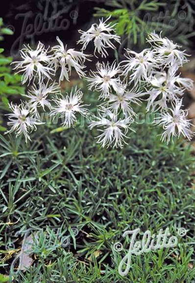 Dianthus 'Little Maiden' (Jelitto)