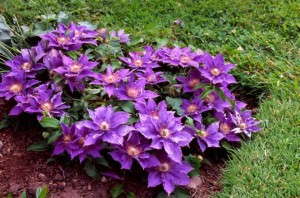Clematis 'Bijou' (Donahue's Greenhouse)