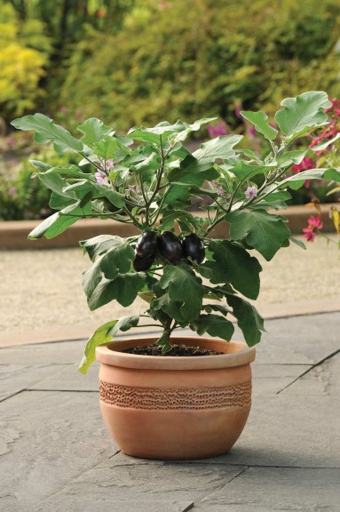 Eggplant ‘Patio Baby’ (PanAmerican Seed)