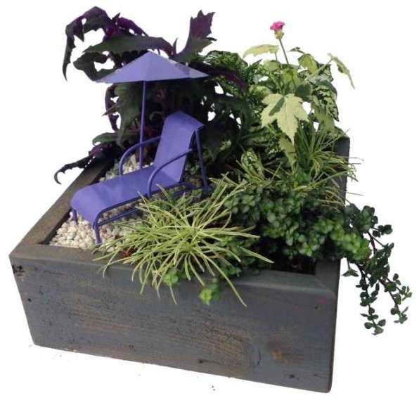 Miniature Garden In Box
