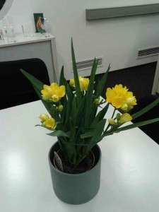 Freesia 'Tweety' (Flamingo Holland)