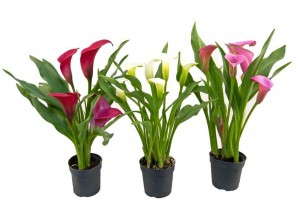 Calla Pixie Pots (Golden State Bulb)