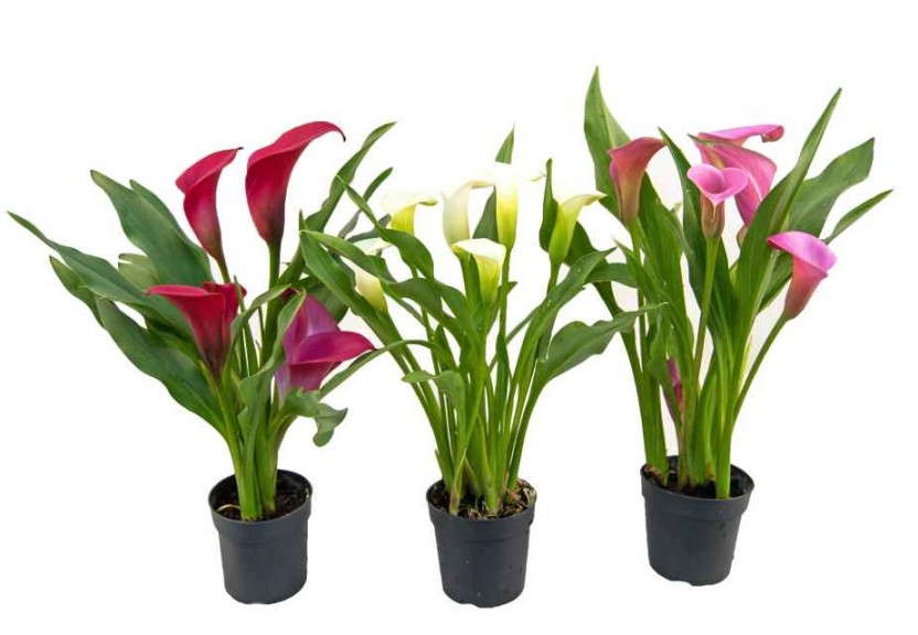 Calla Pixie Pots (Golden State Bulb)