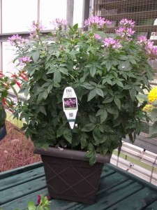 Cleome 'Pequeña Rosalita' (Pleasant View Gardens)
