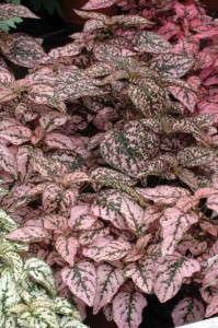 Hypoestes 'Splash Select Pink' (PanAmerican Seed)