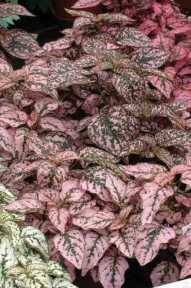 Hypoestes 'Splash Select Pink' (PanAmerican Seed)