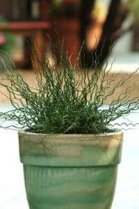 Juncus 'Twister' (PanAmerican Seed)