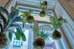 Vertical Gardening
