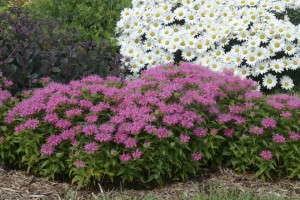 Monarda 'Pardon My Pink' (Walters Garden)