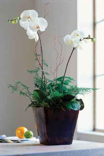 White Orchids In Metal Pot