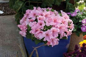 Petunia 'Espresso Grande Peach' (Floranova)