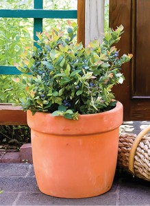 Blueberry ‘BrazelBerries Pink Icing’ (Fall Creek Farm & Nursery)