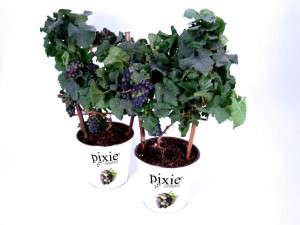 Pixie Grapes (Plug Connection)
