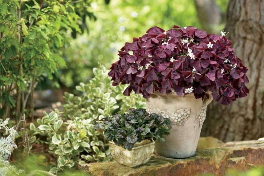 Oxalis Charmed Series (Pleasant View Gardens)