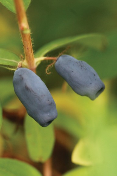 Sweetberry honeysuckle ‘Sugar Mountain Blue’ (Proven Winners ColorChoice Shrubs)