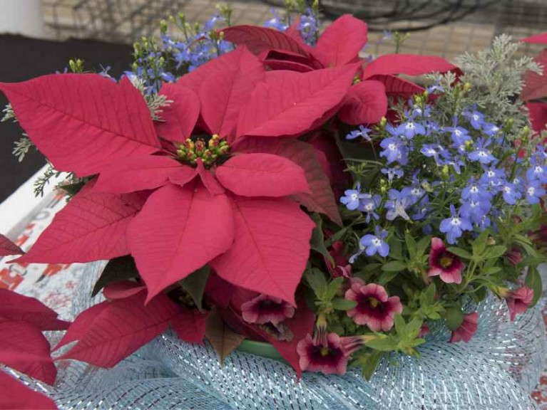Red Fox Poinsettia Dish Garden