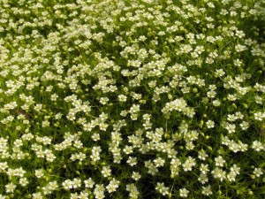 Sagina 'Aurea Scotch Moss' (Skagit Gardens)